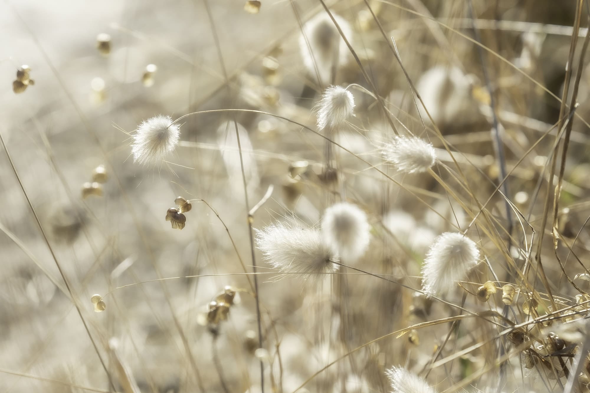 flourish-counseling-scottsdale-AZ-hares-tail-2