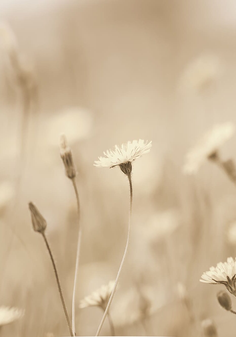 flourish-counseling-scottsdale-AZ-dandelion