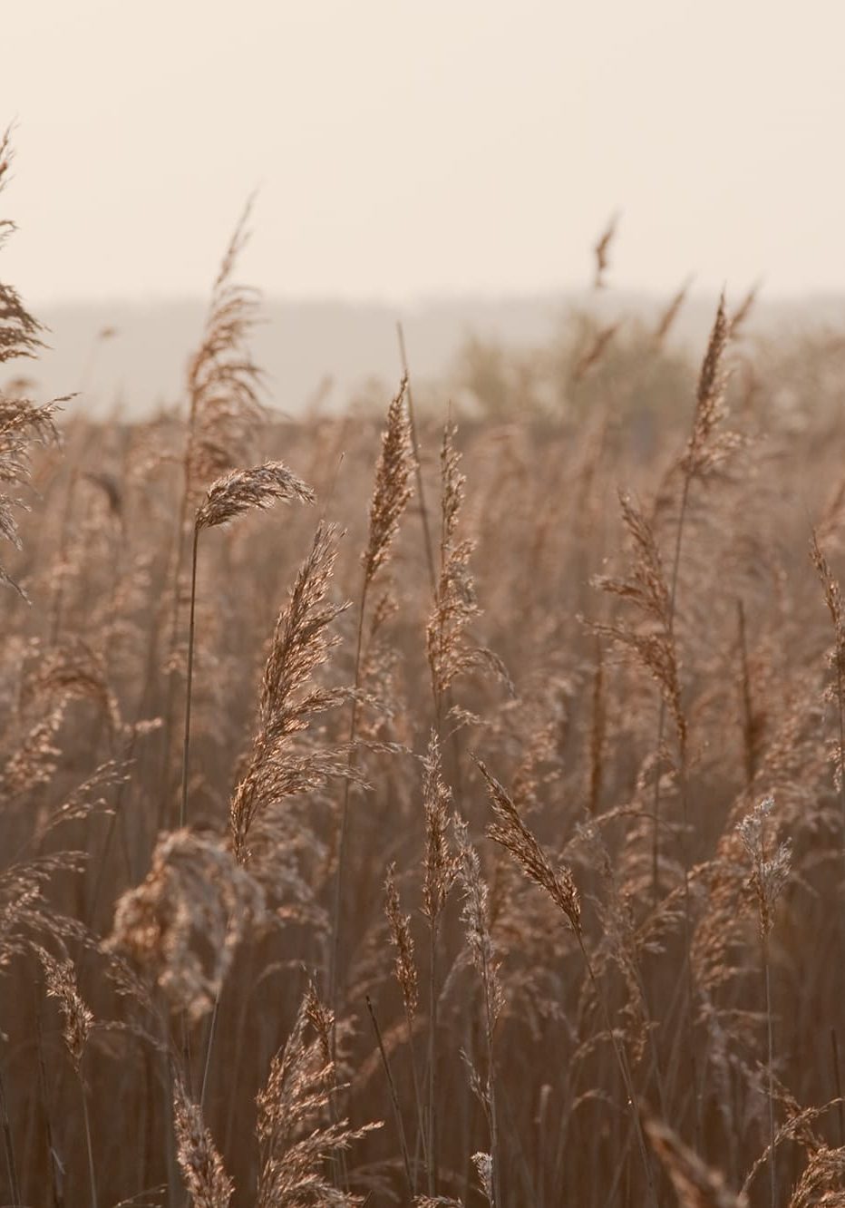 flourish-counseling-scottsdale-AZ-reed-grass-1
